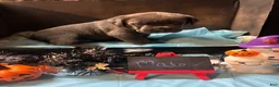 Cane Corso dogs for sale: Cane Corso 6 - Ad 3