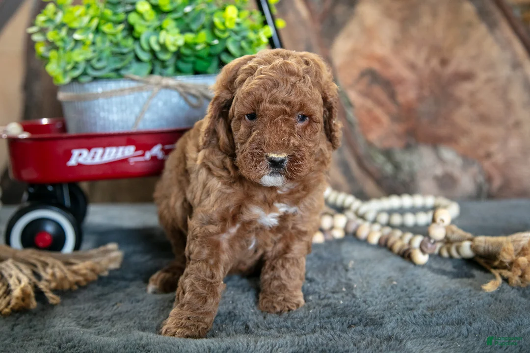 Miniature Poodle dogs for sale: Olivia - Ad 1
