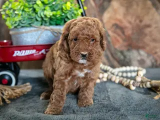 Miniature Poodle dogs for sale: Olivia - Ad 4