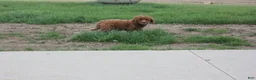Cavapoo dogs for sale: Hazel - Ad 3