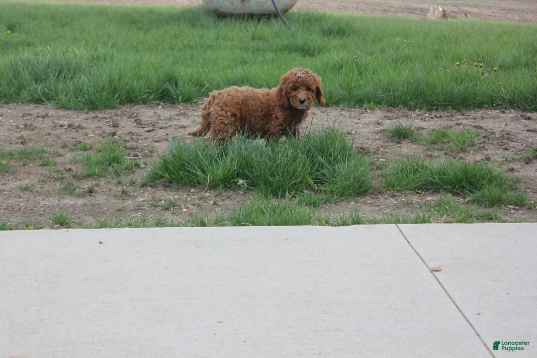 Cavapoo dogs for sale: Hazel - Ad 3