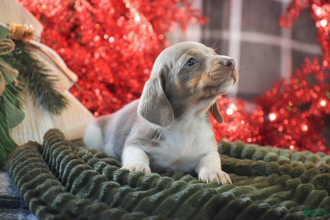 Dachshund dogs for sale: Peppermint - Ad 1
