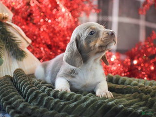 Dachshund dogs Peppermint - Ad 27
