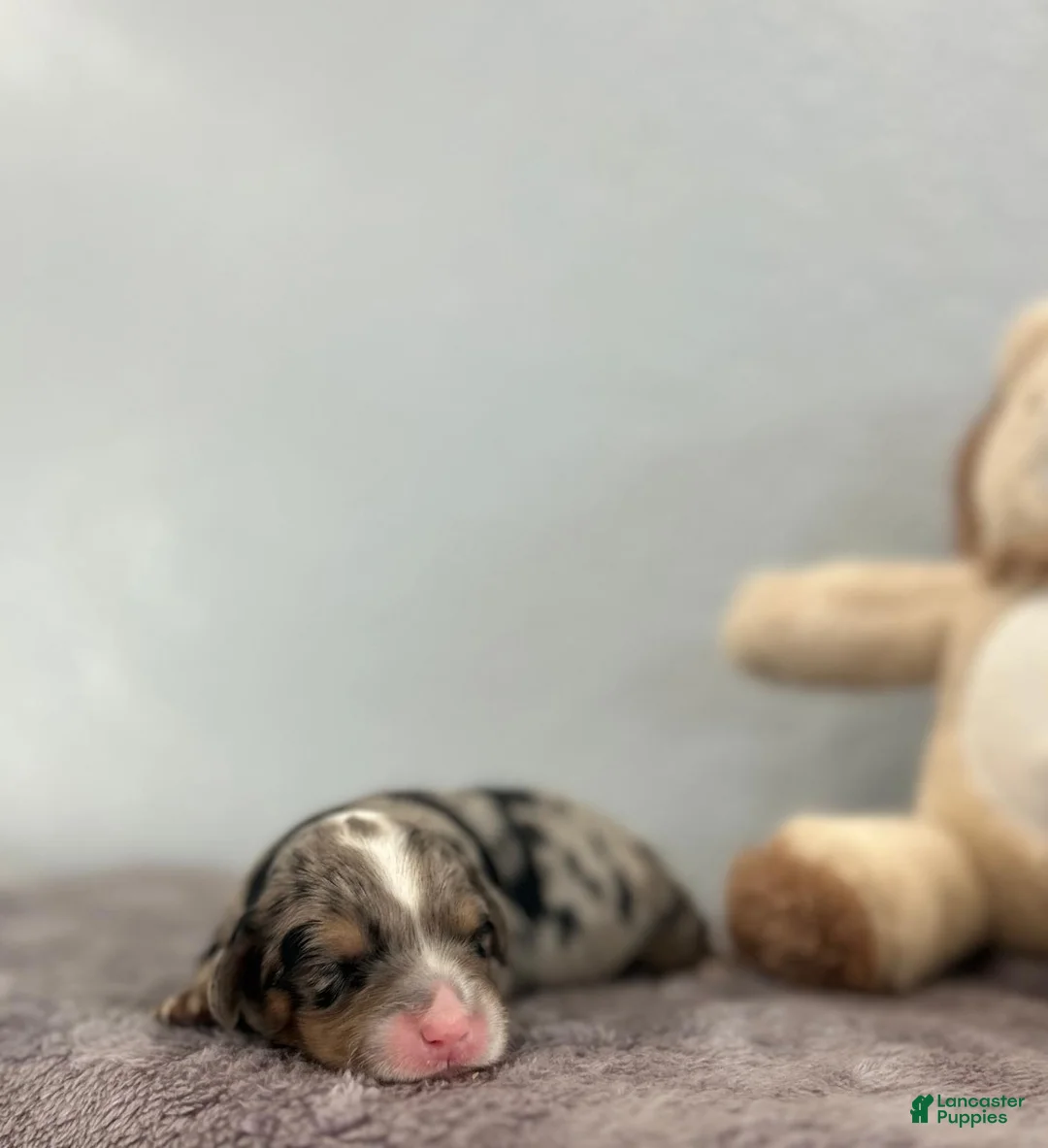 Mini Goldendoodle dogs for sale: Mini Goldendoodle Puppy 7 - Ad 1