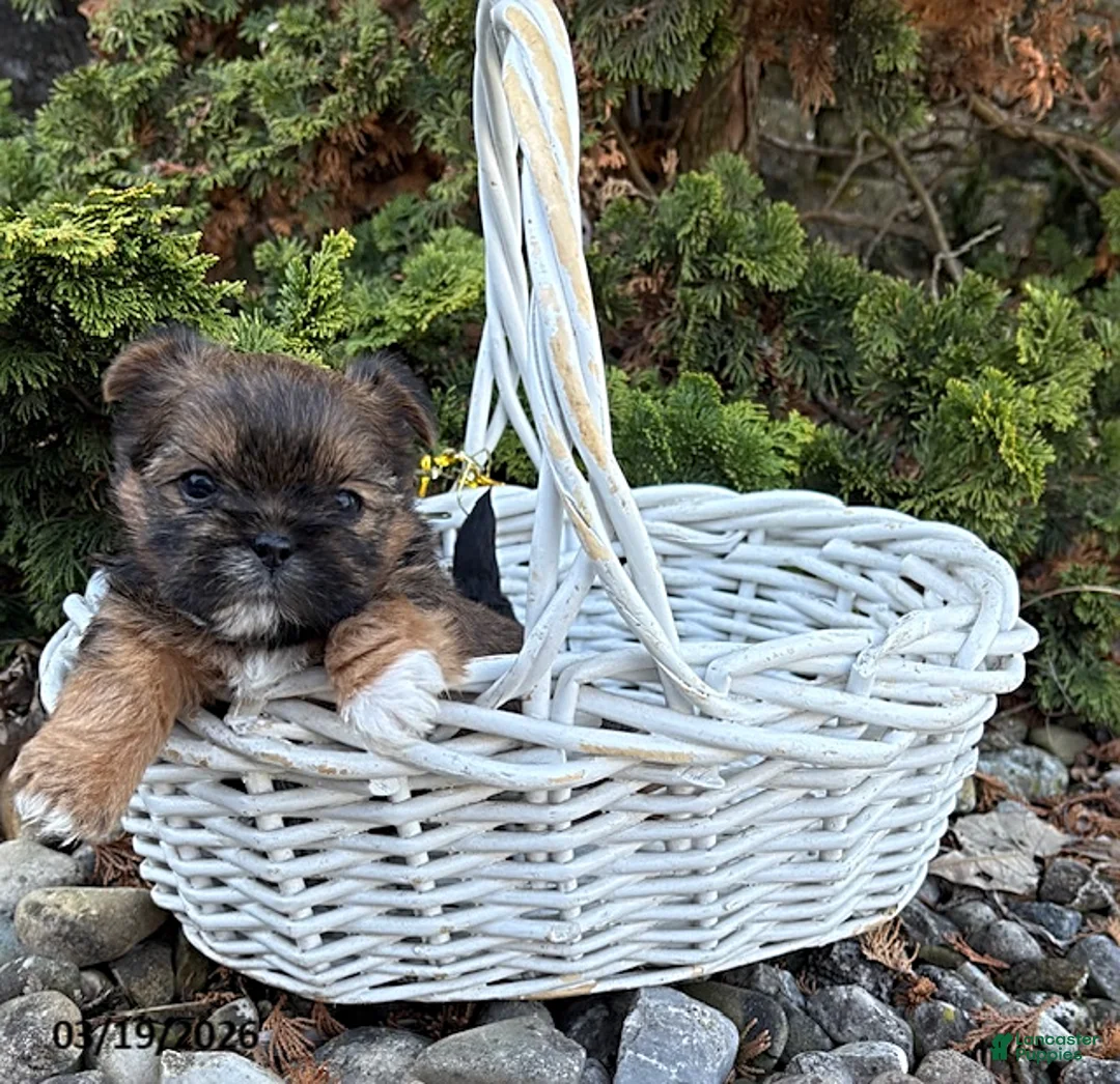 Shorkie dogs for sale: Molly - Ad 2