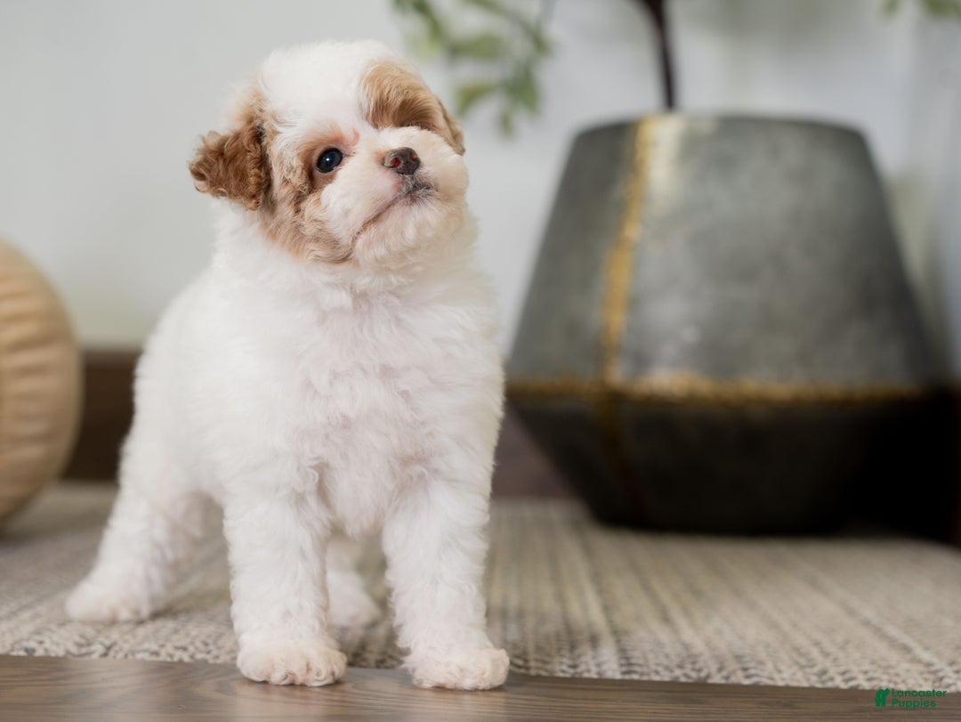 Miniature Poodle dogs for sale: Camilla - Ad 6