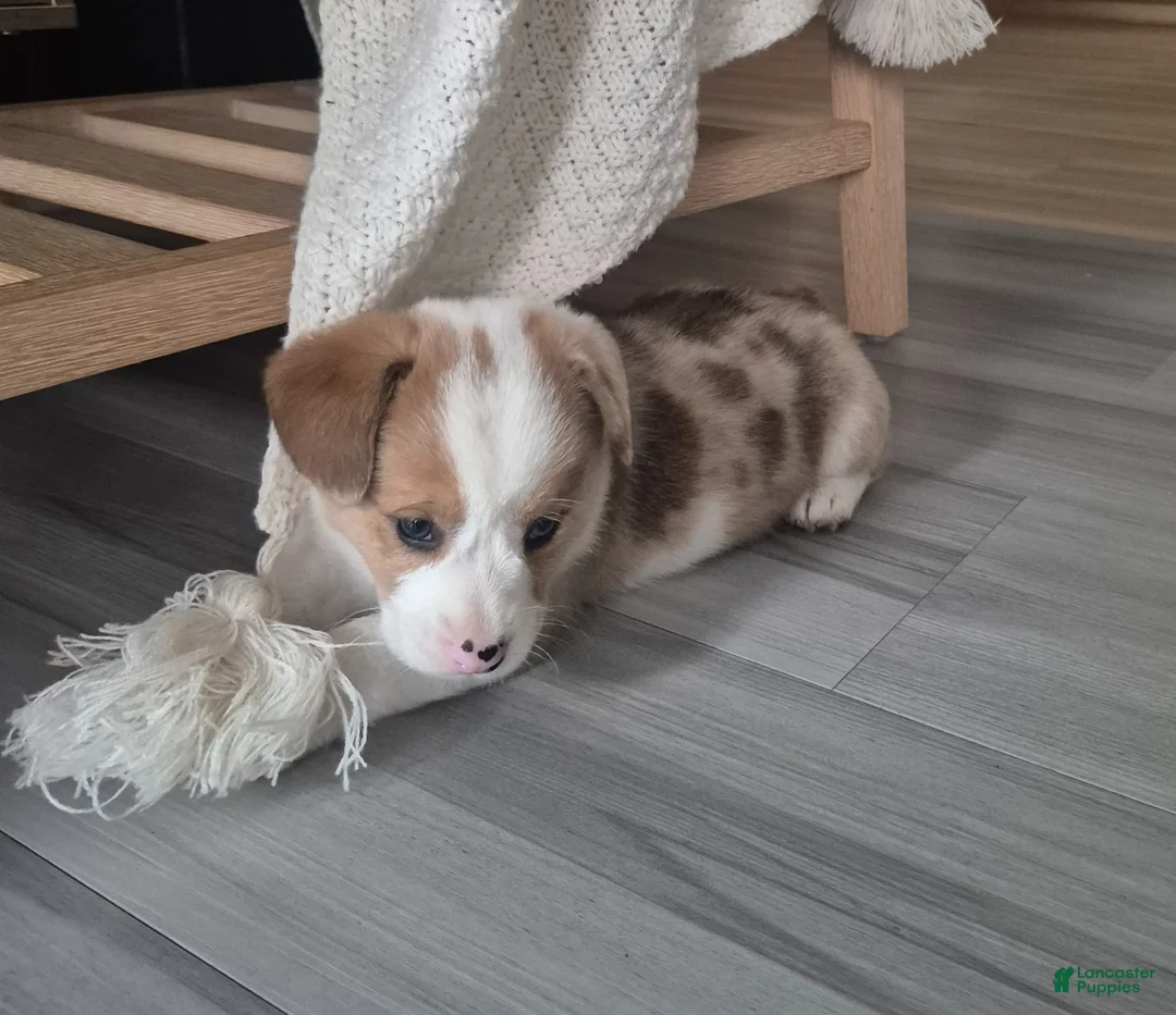 Welsh Corgi Pembroke dogs for sale: Isla - Ad 2