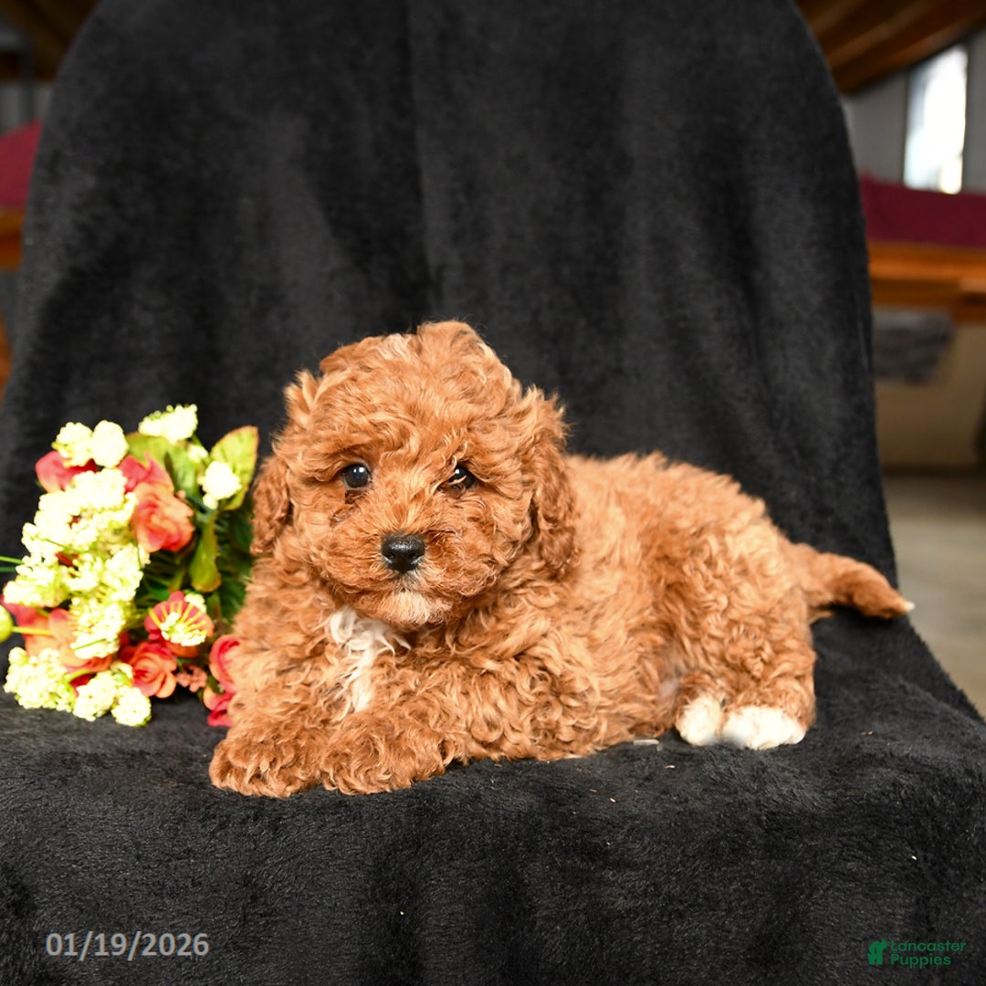 Miniature Poodle dogs for sale: Cuddles - Ad 3