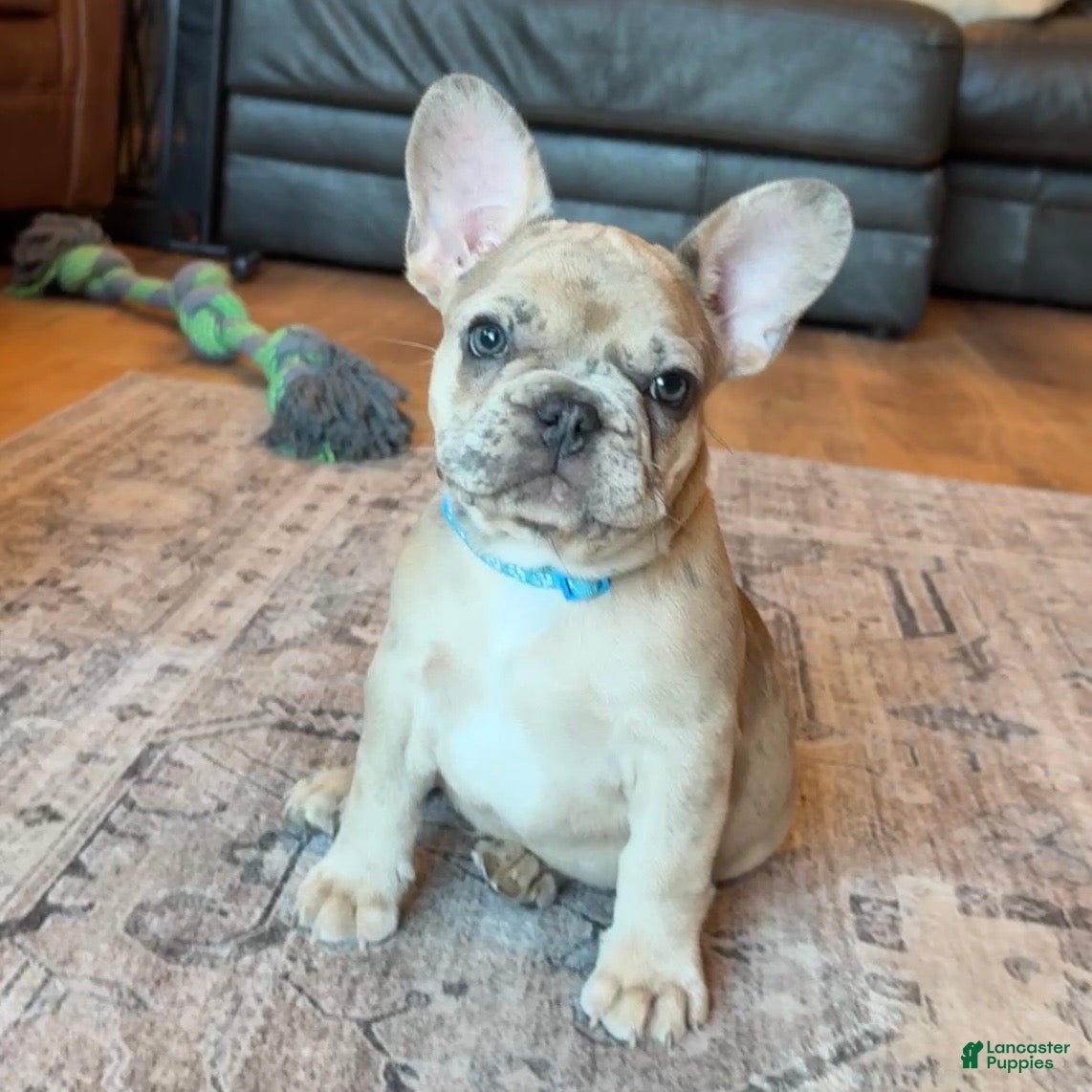 French Bulldog dogs Breeze - Ad 1