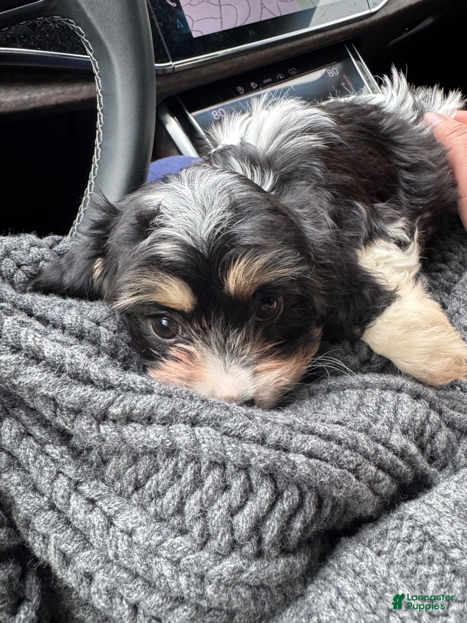 Cavapoo dogs for sale: Panda - Ad 2