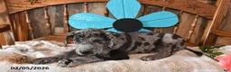 Great Dane dogs for sale: Cookie - Ad 2