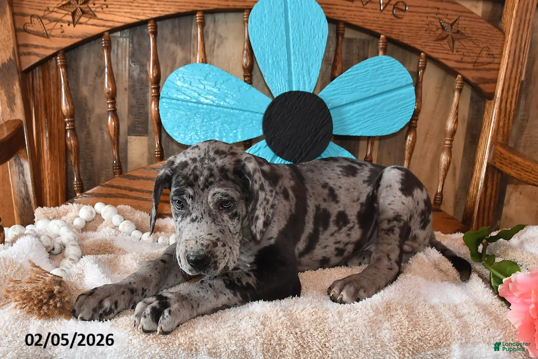 Great Dane dogs for sale: Cookie - Ad 2