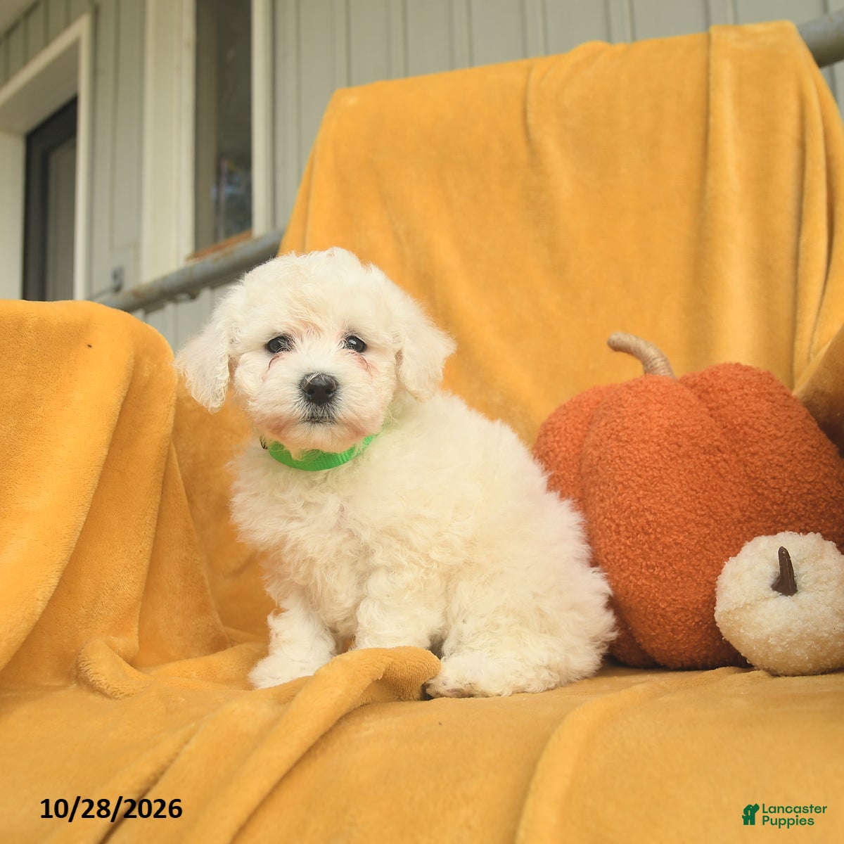 Bichon Frise dogs for sale: Hazel  - Ad 2
