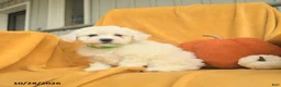 Bichon Frise dogs for sale: Hazel  - Ad 2