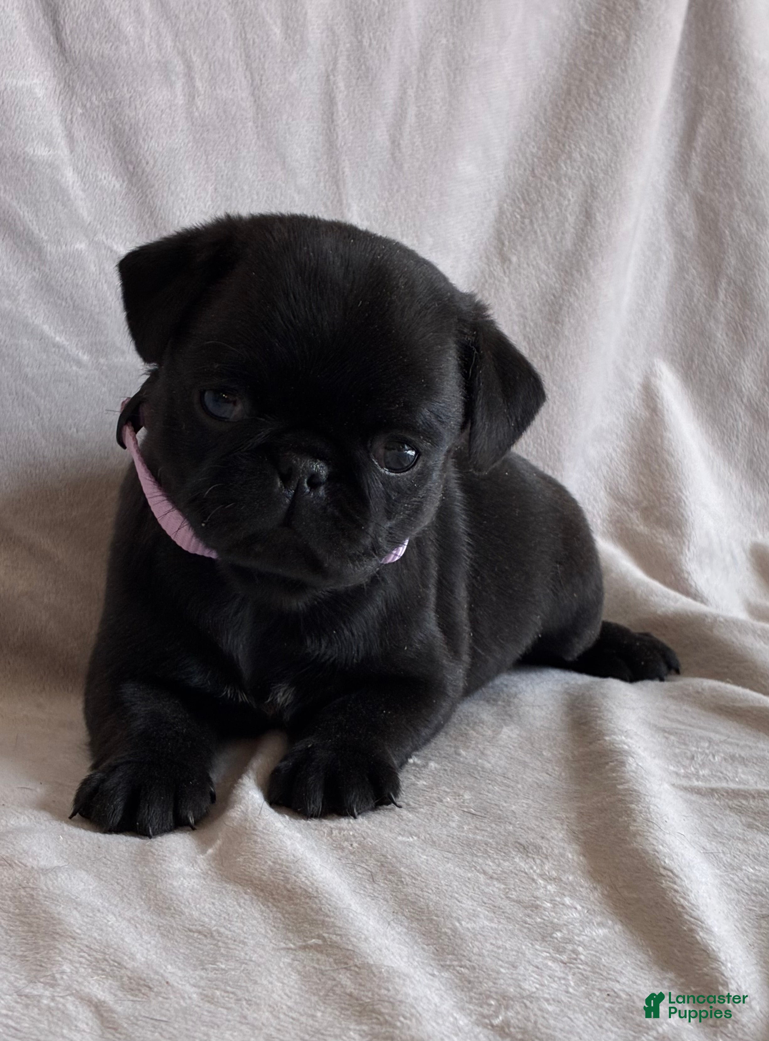 Pug dogs Bella - Ad 1
