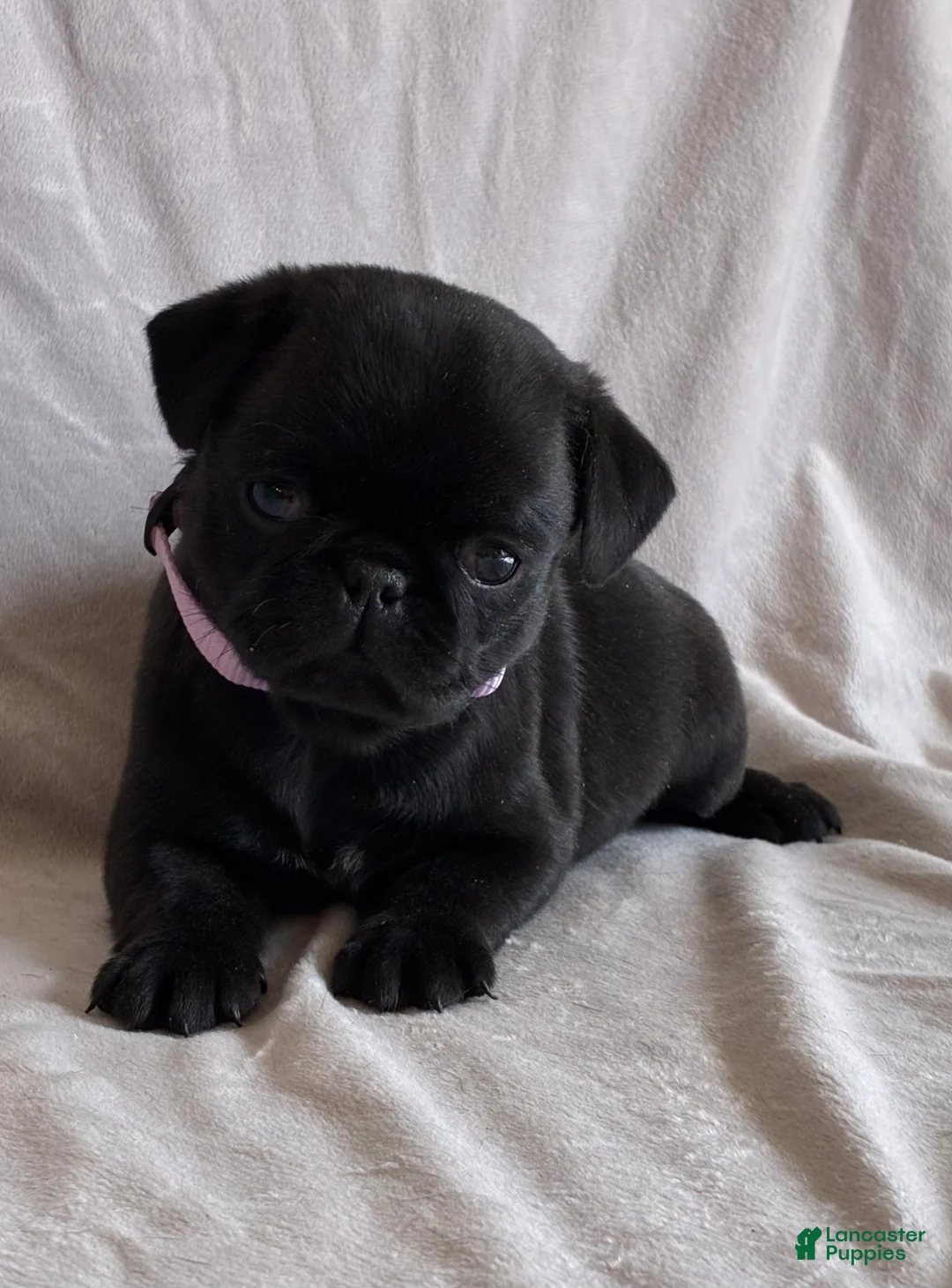 Pug dogs for sale: Bella - Ad 1