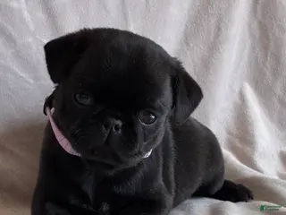 Pug dogs for sale: Bella - Ad 4