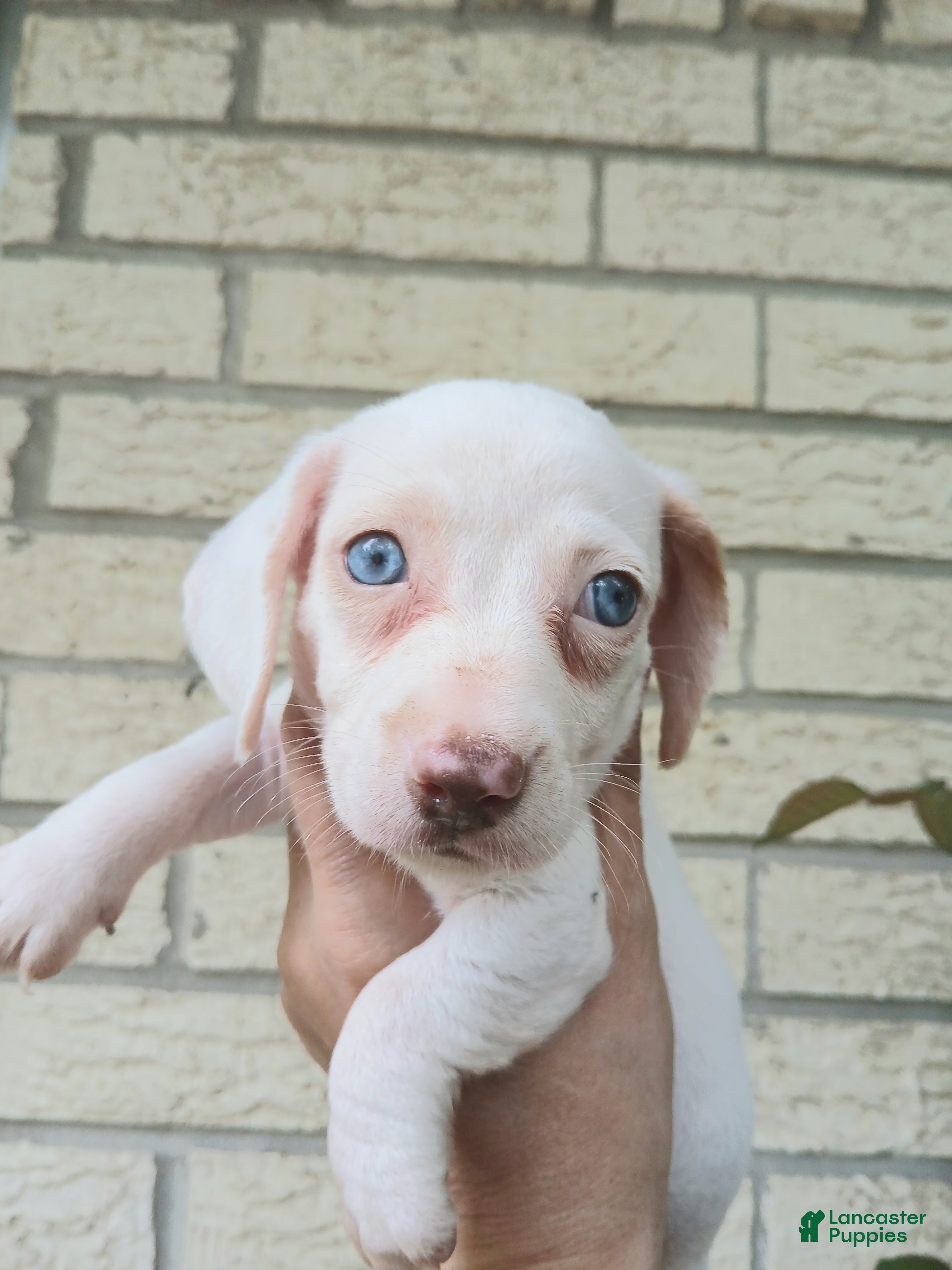 Dachshund dogs Sugar pies white girl with blue eyes. Hand delivery  - Ad 1