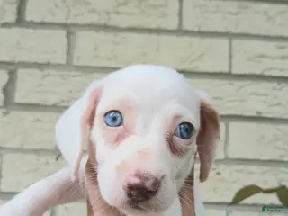 Miniature Dachshund dogs Sugar pies white girl with blue eyes. Hand delivery - Ad 5