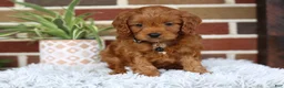 Cavapoo dogs for sale: Everest - Ad 2