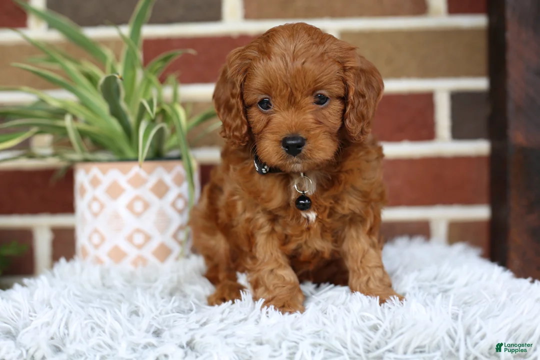 Cavapoo dogs for sale: Everest - Ad 2
