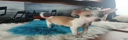 Chihuahua dogs for sale: Male teacup chihuahua.  Hand Delivery  - Ad 12