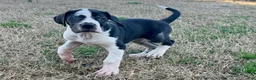 Great Dane dogs for sale: Harlequin with Merle Markings - Ad 1