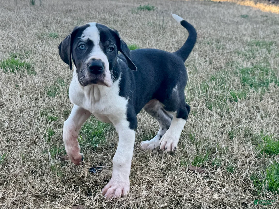 Great Dane dogs for sale: Harlequin with Merle Markings - Ad 1