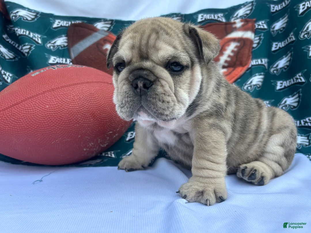 English Bulldog dogs for sale: Stormy  - Ad 2