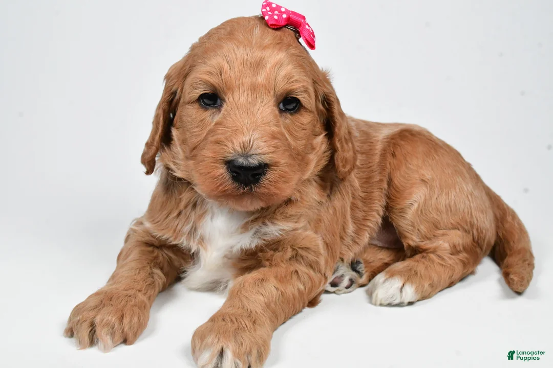 Standard Poodle dogs for sale: Faith - Ad 4