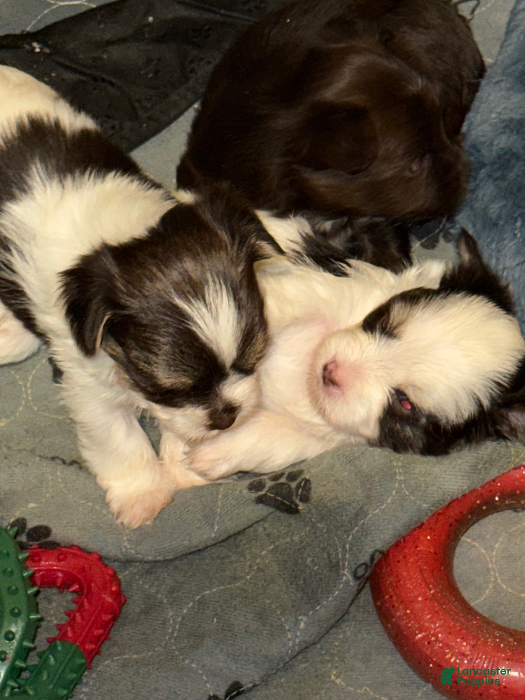 Yorkshire Terrier dogs for sale: Nova - Ad 8