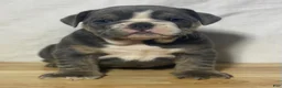 English Bulldog dogs for sale: Millie - Ad 3