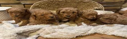 Mini Goldendoodle dogs for sale: Violet - Ad 4
