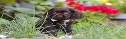 Cocker Spaniel dogs for sale: Denver - Ad 3