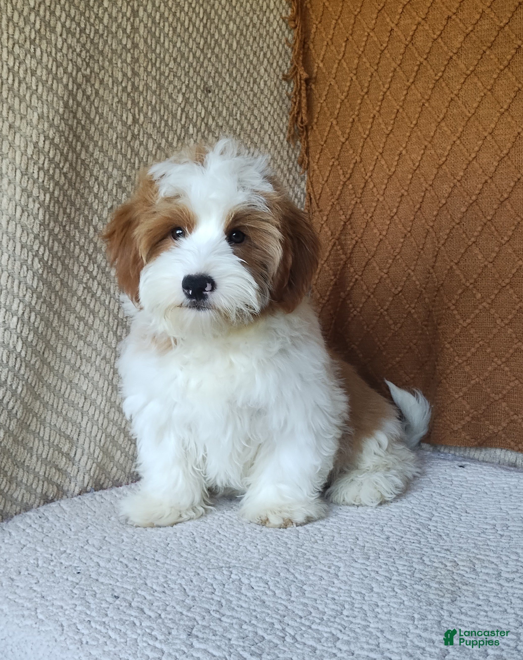 Havanese dogs for sale: Tank  - Ad 1