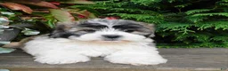 Teddy Bear dogs for sale: Lexi - Ad 4