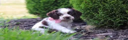 Cocker Spaniel dogs for sale: Byrdie - Ad 3