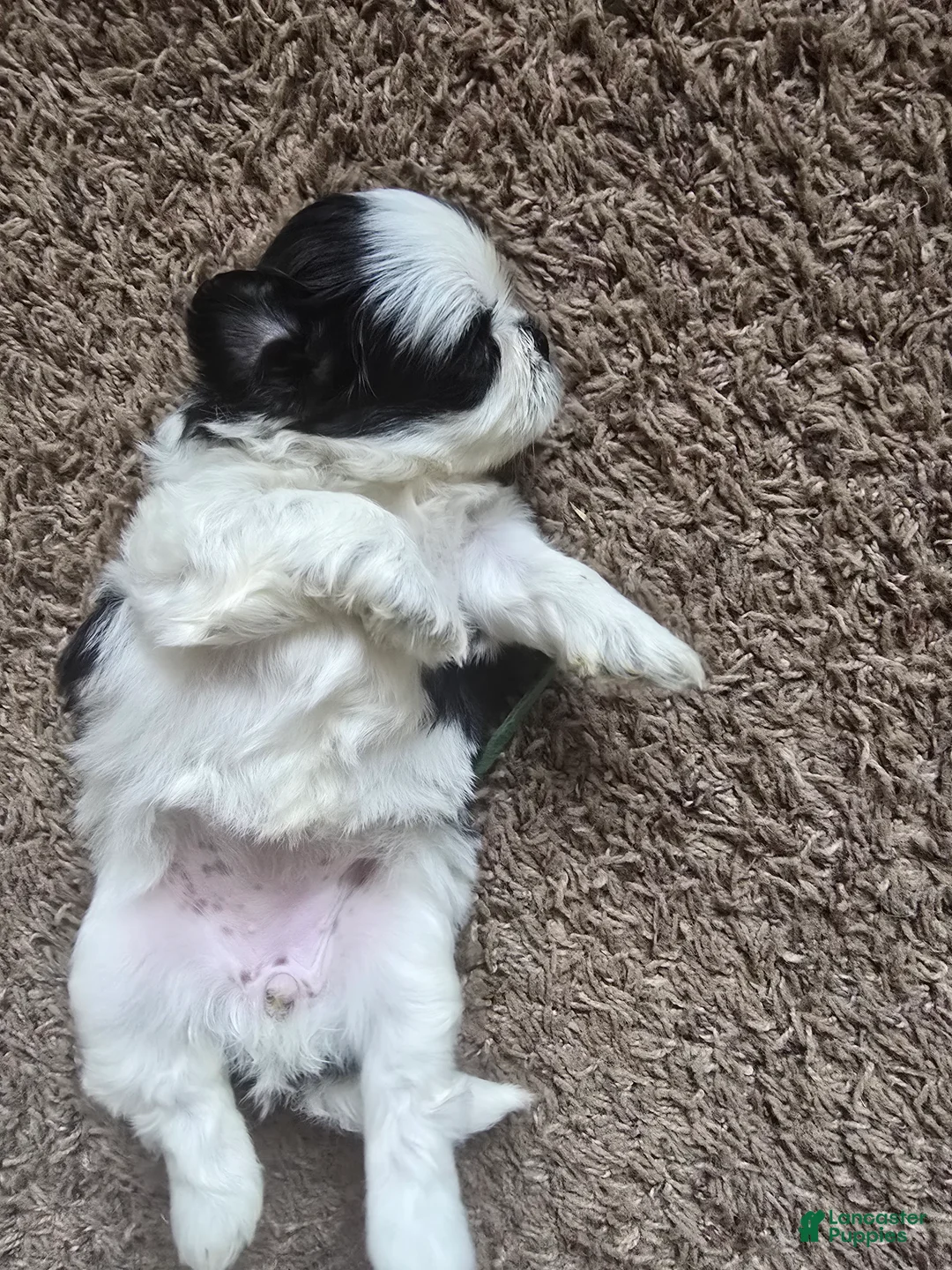 Shih Tzu dogs for sale: Peppa - Ad 1