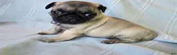 Pug dogs for sale: Harmony - Ad 6