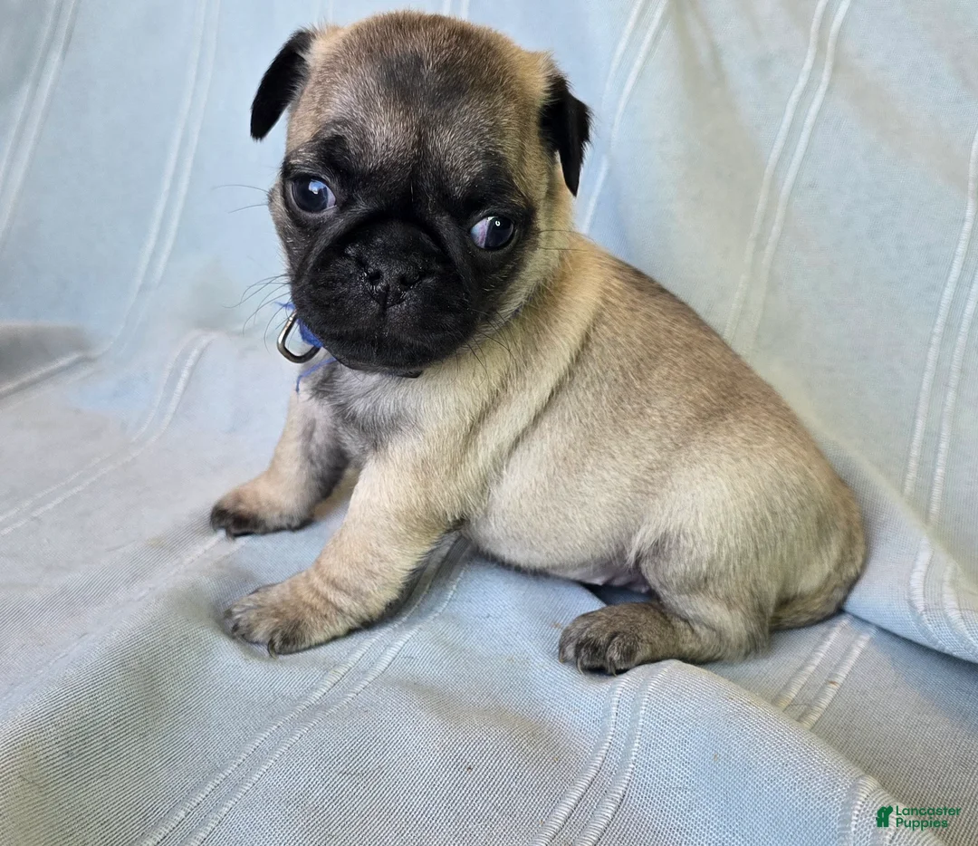 Pug dogs for sale: Harmony - Ad 6