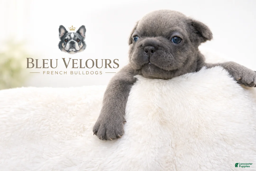 French Bulldog dogs for sale: Manny - Ad 1