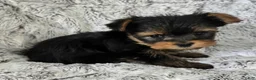Yorkshire Terrier dogs for sale: Pixie - Ad 6