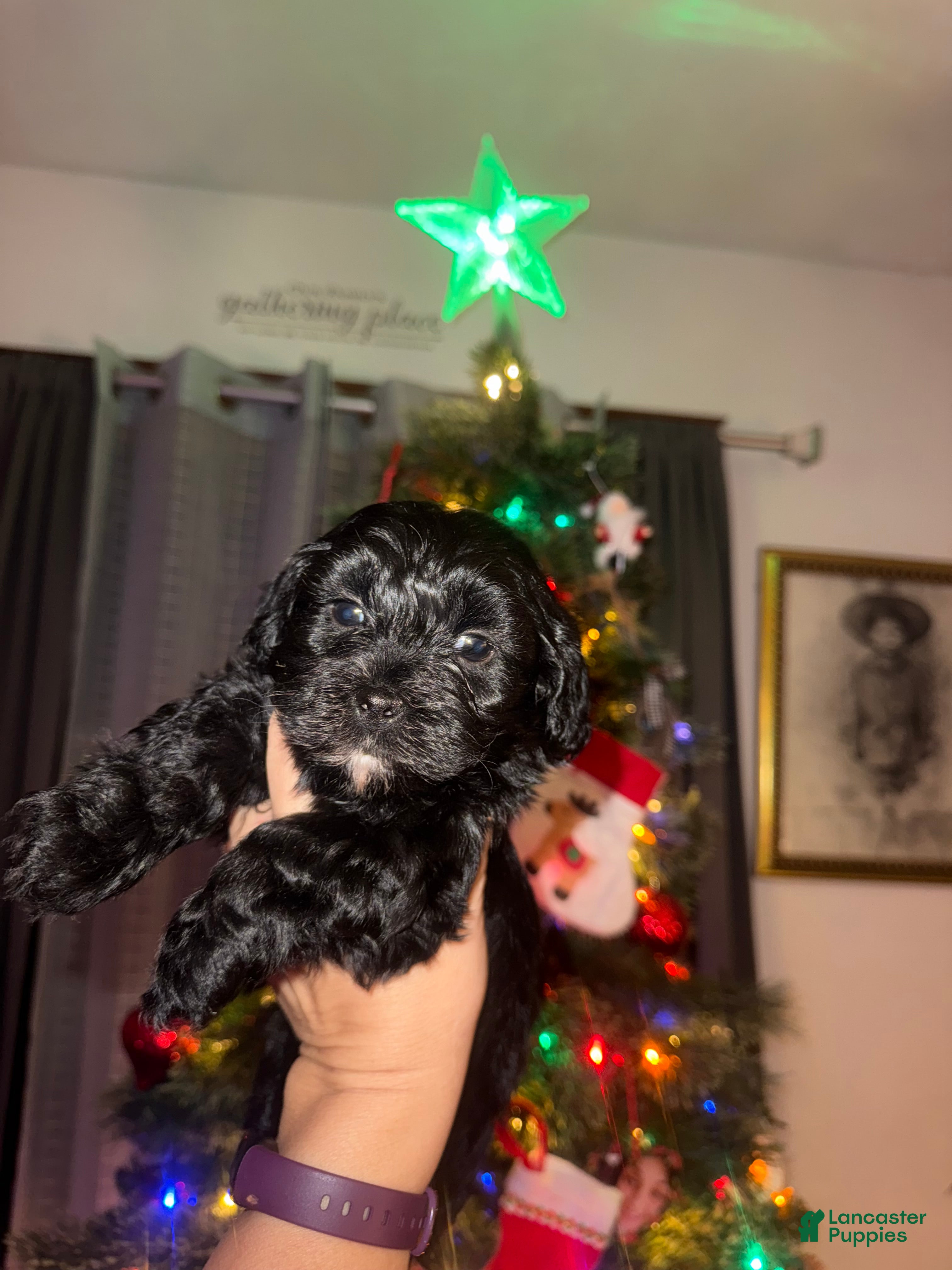 Mixed Breed dogs Oliver - Ad 33