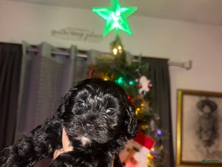 Mixed Breed dogs Oliver - Ad 33