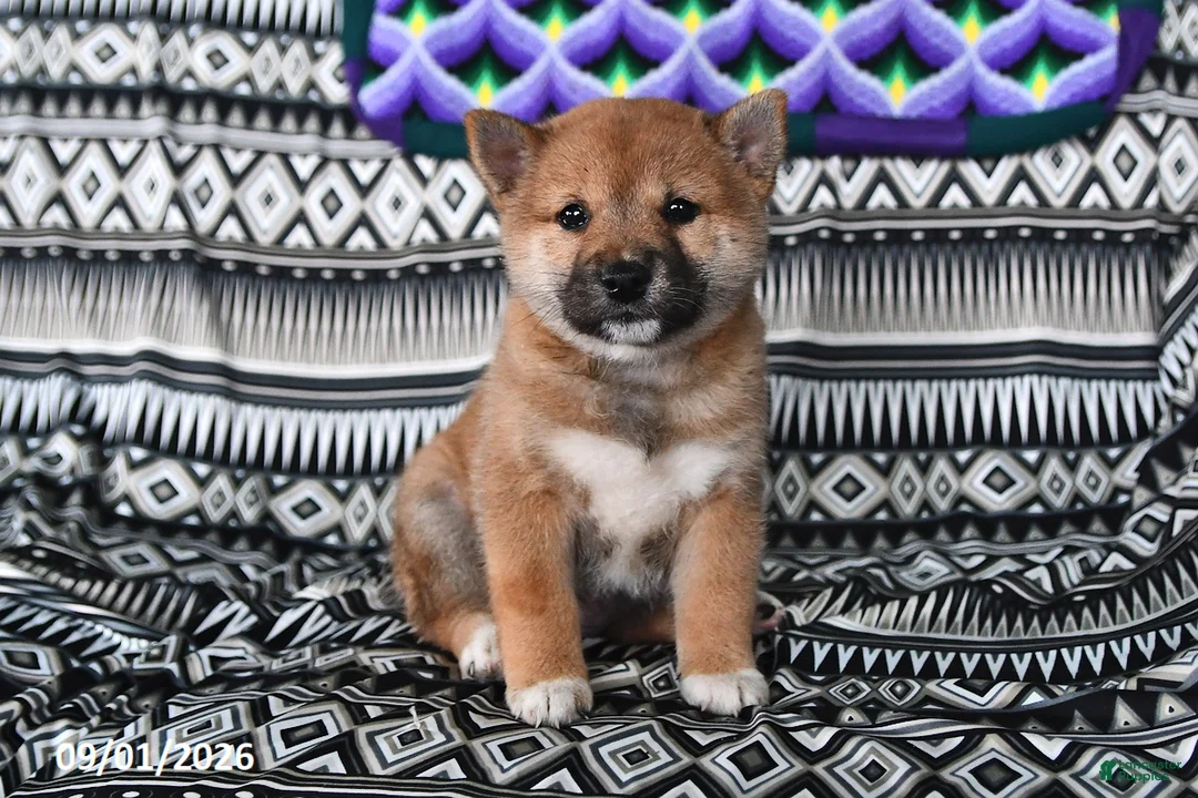 Shiba Inu dogs for sale: Sara Ann - Ad 1