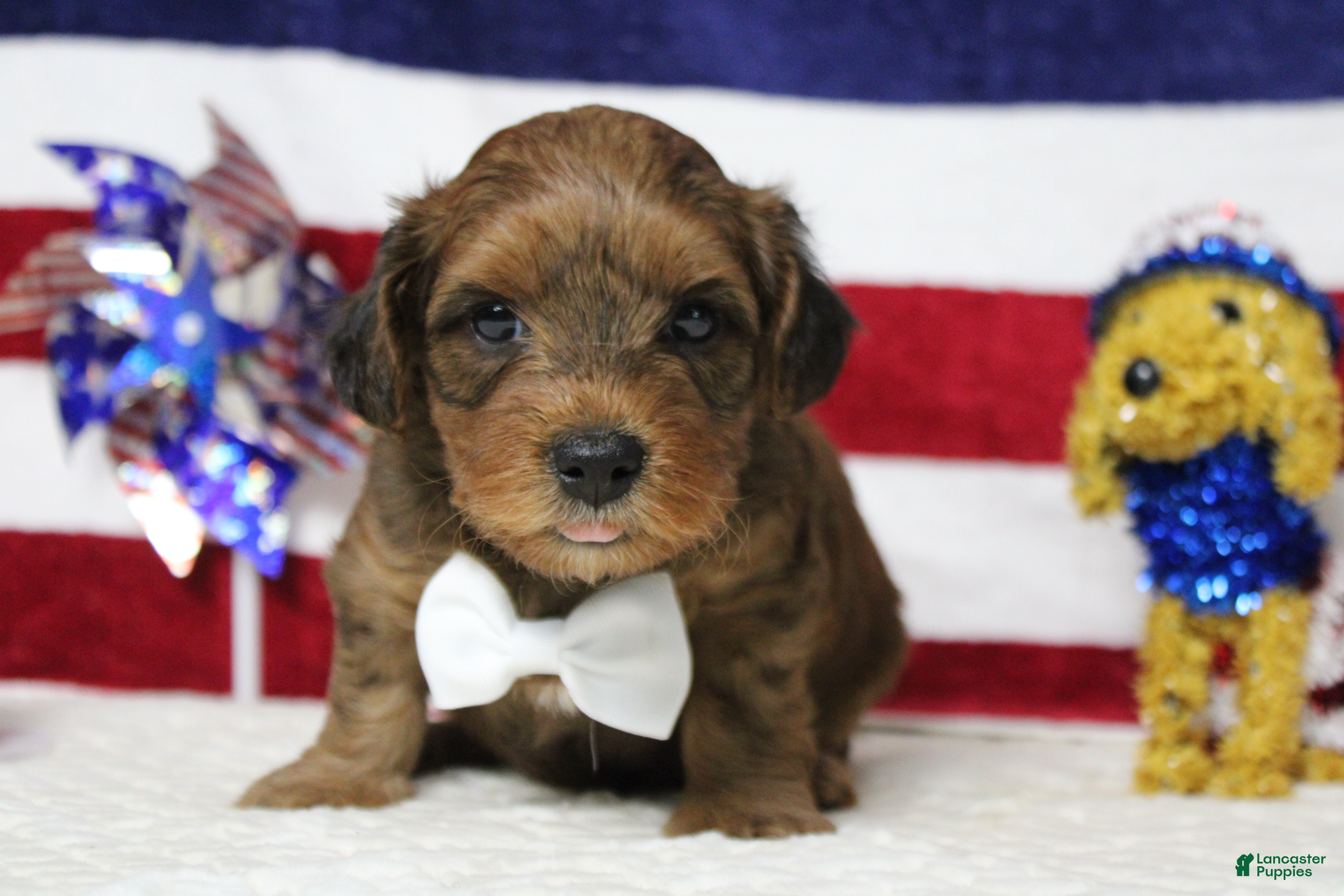 Yorkiepoo dogs Trusty - Ad 6