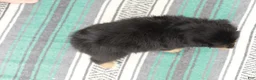 Australian Shepherd dogs for sale: Tucker - Ad 7