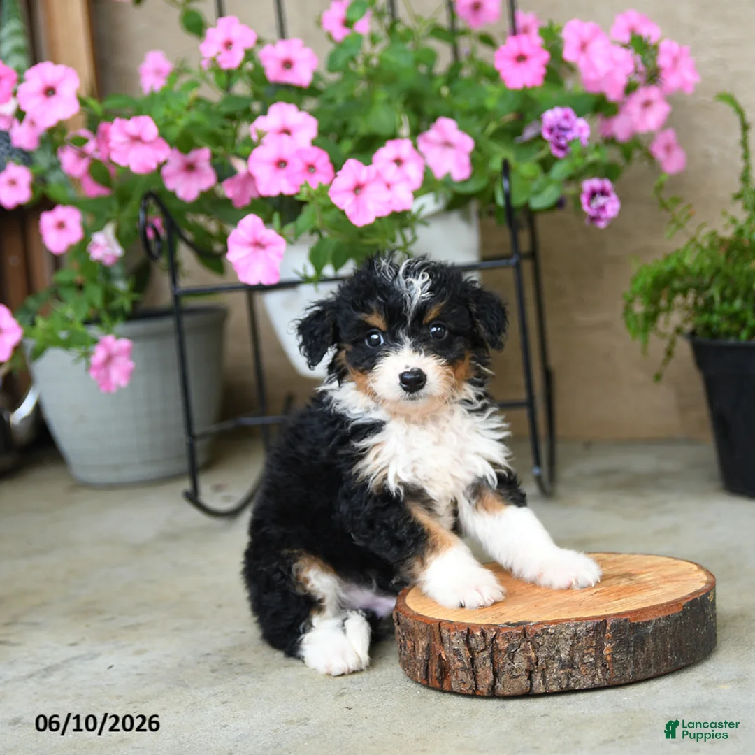 Mini Aussiedoodle dogs for sale: Patches - Ad 3