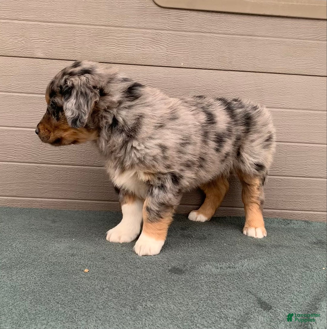 Aussiedoodle dogs for sale: Jenny - Ad 3