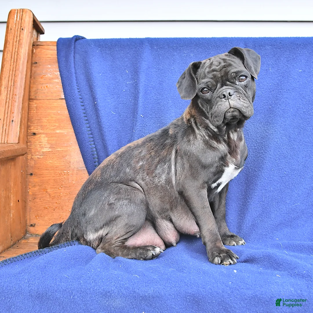 Mixed Breed dogs for sale: Hershey - Ad 4